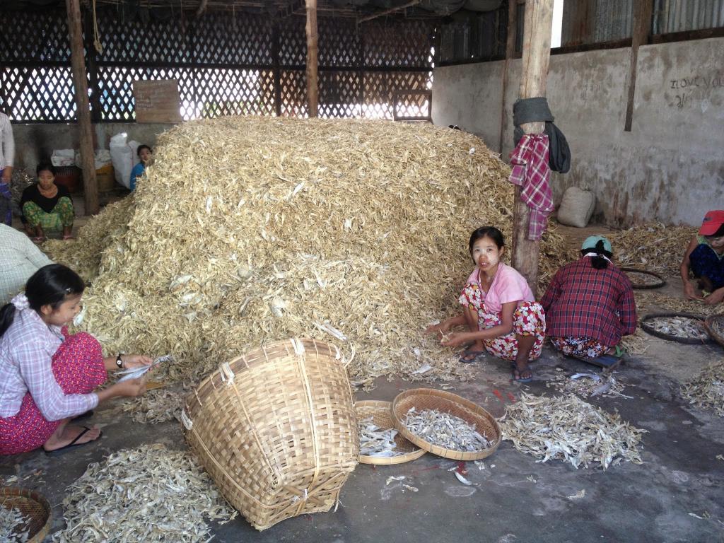 Sorting dried fish in the Pyapon region of Myanmar © quitjobtravelworld.com