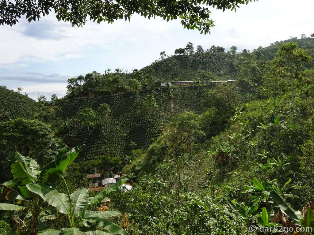 Coffee Plantations: on the way to and from Balboa, we had views like this - coffee, bananas and trees.