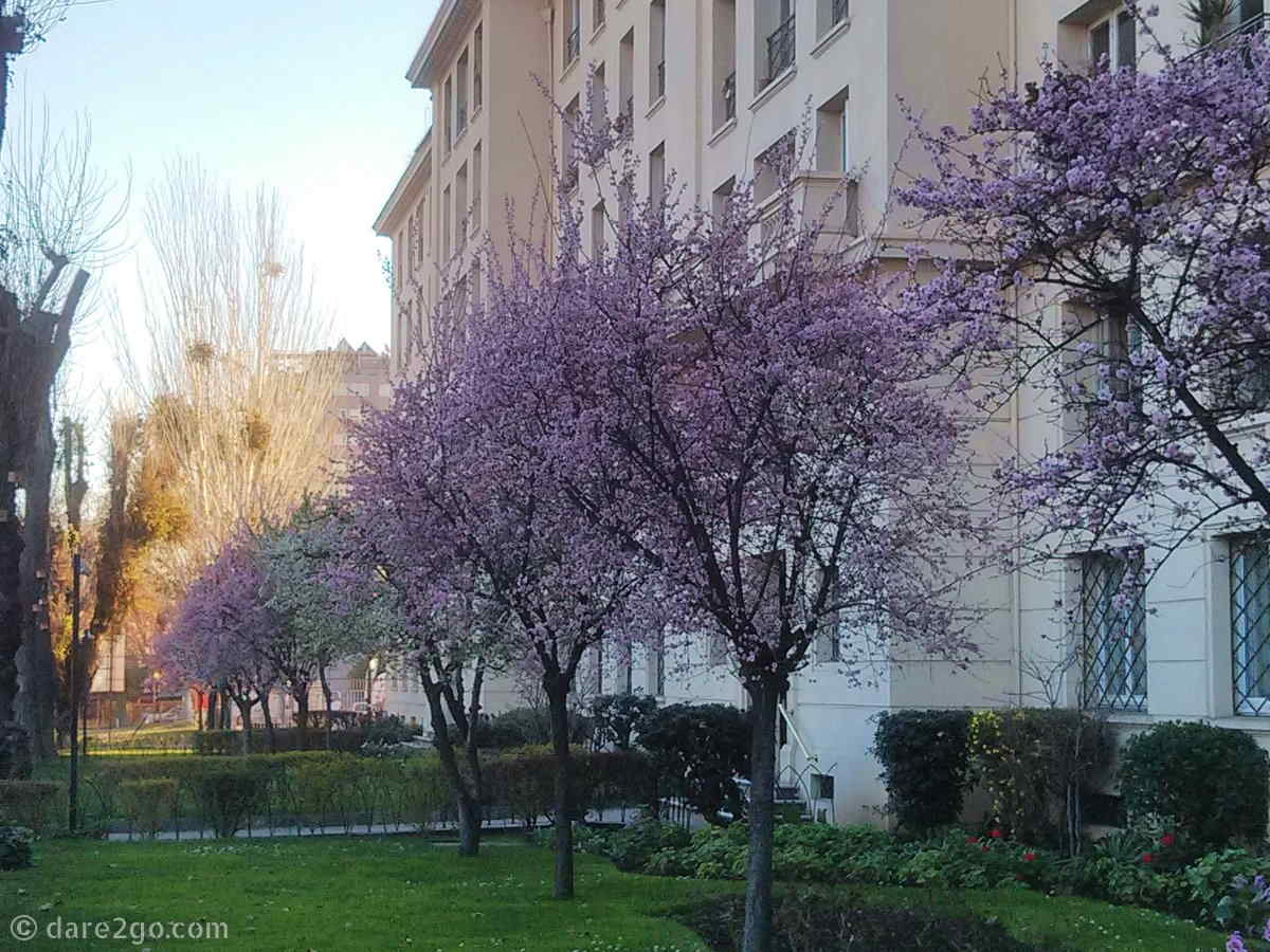Teaching English in Santiago de Chile, I experienced so much more than the inside of English language schools. Walking streets in full spring bloom, as I went from class to class, was a definite fringe benefit.