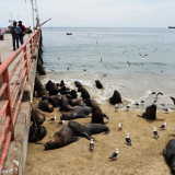 Valparaiso, Chile: well fed sea lions at the fishing port