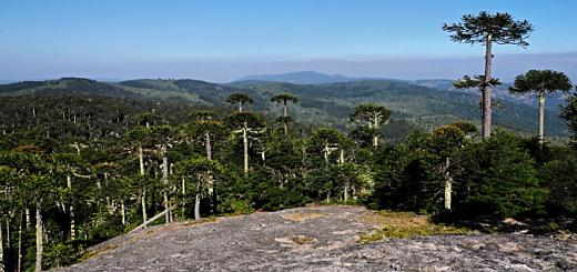 Monkey puzzle trees seen from Piedra del Aguila look-out