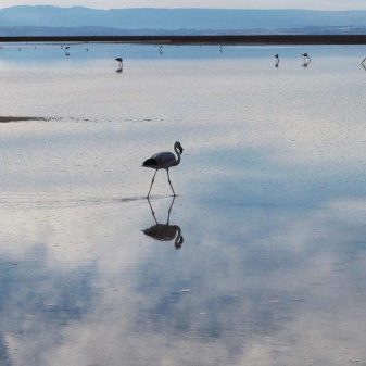 Reserva-de-Flamingos2