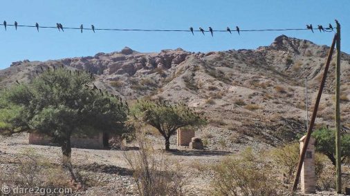 RN40-flock-of-parrots