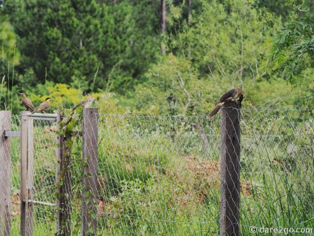 Guira Cockoo eats frog