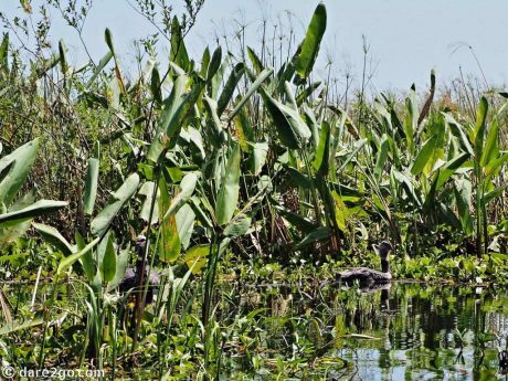 Ibera-2 Southern Screamers