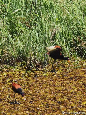 Ibera-2-Wattled Jacanas