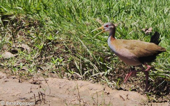 Ibera-Giant Wood-Rail