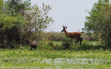 Ibera-capybara&stag
