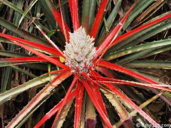 Ibera-cardo-gancho-02