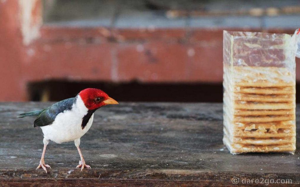 Ibera-eyeing-off-the-cookies