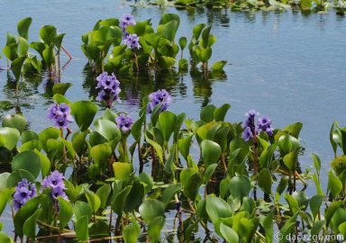 Ibera-water-hyacinth