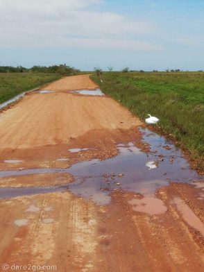 chasing-herons-to-Ibera