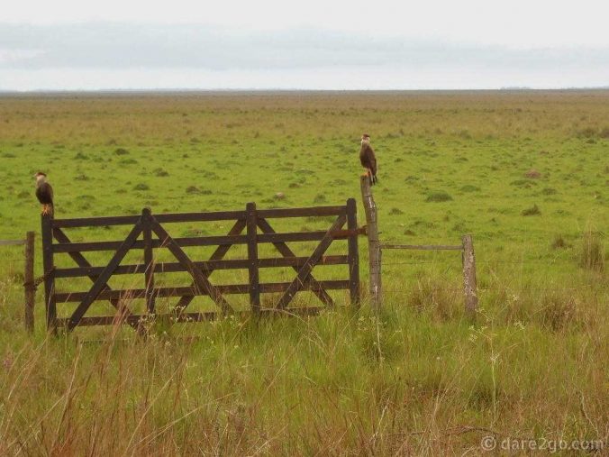 crested-caracara-on-fence