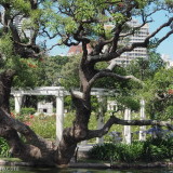 Buenos Aires: the rose garden near Av. del Libertador