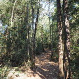 Inhotim Botanical Garden: an unpaved path winds through this Atlantic forest remnant