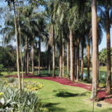 Inhotim Botanical Garden: palm trees, bromeliads, red ground cover and enough grass to give it a formal park-like appearance