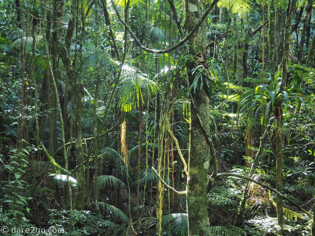 The Brazilian Atlantic Forest is one of the most threatened biomes in the world. It is now a collection of protected areas whose vulnerability is recognised by the World Heritage listings.
