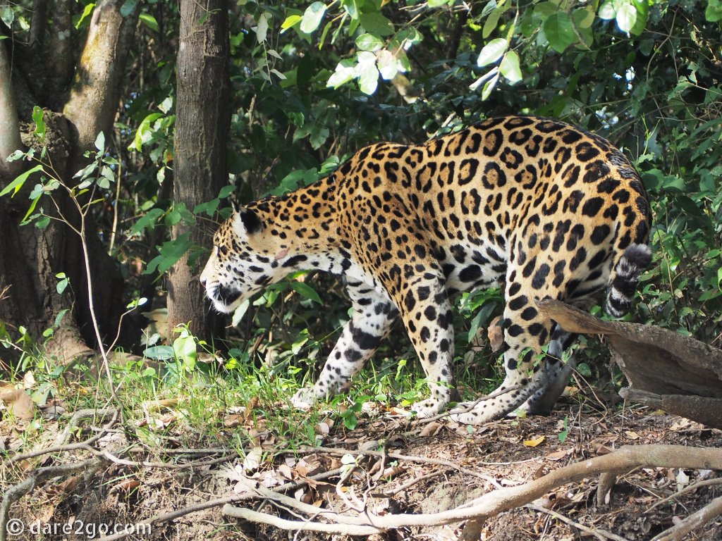 Threatened species like this Jaguar bring visitors to the Pantanal Conservation Area in Brazil. Its World Heritage listing increases the protection and chance of survival of this wildlife.
