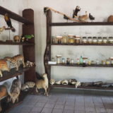 A pitiful display of taxidermic animals at the ranger station of the ICMBio reserve of Sooretama.