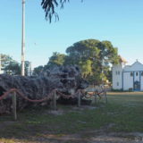 In front of the church of Itaúnas lies this enormous tree trunk. Once upon a time, there must have been an abundance of such magnificent rainforest trees.