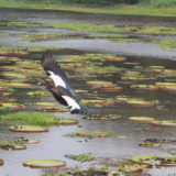 Some of the birdlife of the Pantanal. I actually don't know the name of this bird; it looks like a duck.