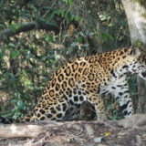 The creature for which most seem to come to the Pantanal: a rather sleepy jaguar. I was wondering if the local tour operators possibly sedate some jaguars and “put them on display” to satisfy the clientele...