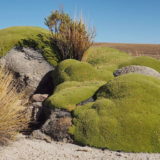 A closer look at the lichen: on the bottom right you can see the tiny flowers.