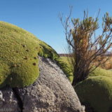 A closer look at the lichen: mostly on the left you can see some of the 'amber pebbles'.