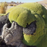 A closer look at the lichen: doesn't it look like hippopotamus? This was obviously once a solid block of granite – the lichen really 'ate' into it and hollowed it out. On the right you see some of the clear resin running down from the green lichen onto the bare rock.
