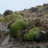 We called these green things 'rock eating lichen' – here photographed in Peru.