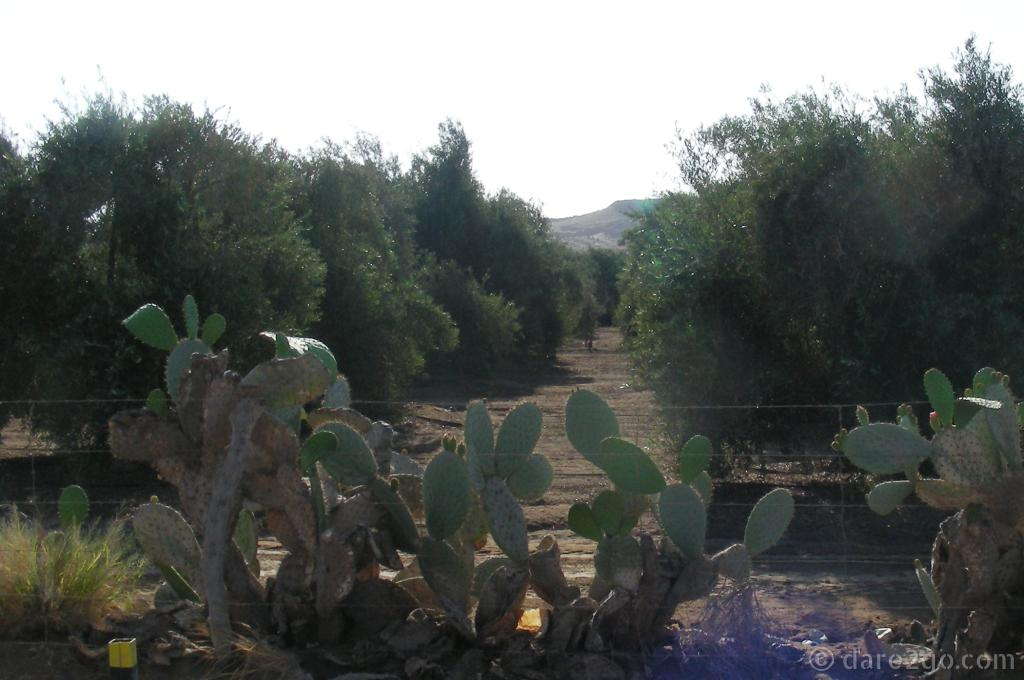 One of the Azapa olive plantations (Please excuse the image quality).