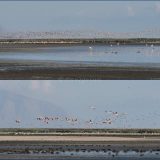 Ite wetlands: most of the time it's difficult to catch the birds sitting still. Here are thousands in flight.