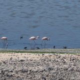 Ite wetlands: flamingoes near the shore.