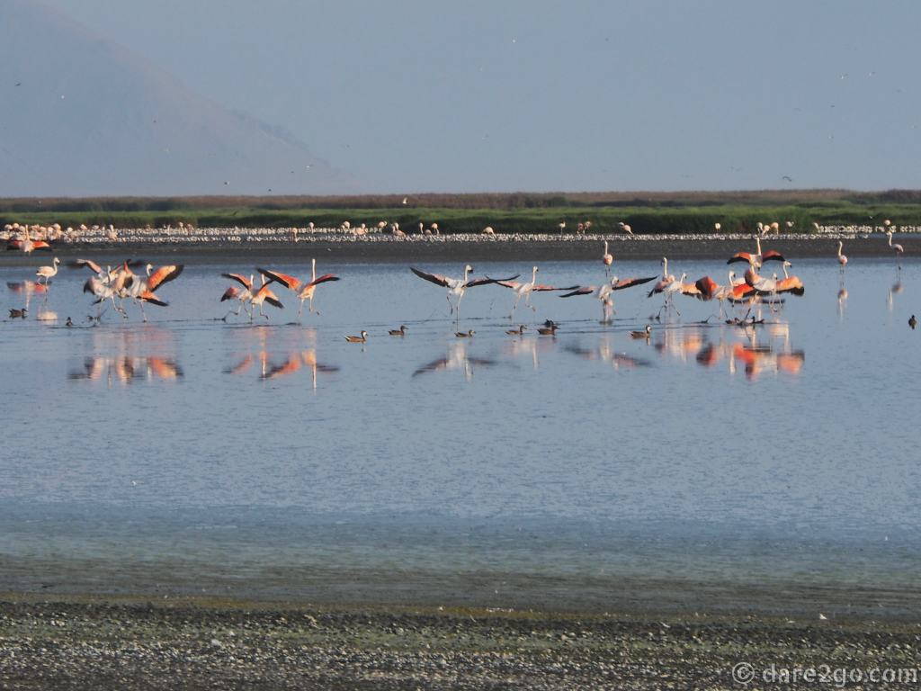 As soon as one comes closer to the flamingoes they all take off.