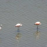 Ite wetlands: three flamingoes lined up.