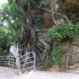 An old fig tree, wandering where it will, outside the Castillo de Lamas.