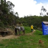 On the way back up the hill from the cliff tombs, we are offered the chance of riding horses instead. No thank you - not our chosen form of transport.