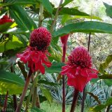 a little paradise in Lamas - beautiful ginger flowers in the garden of Thomas & Manuela