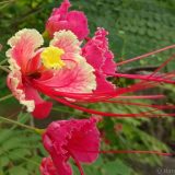 Walk the streets of Lamas and these trees, covered in flowers will catch your eye.