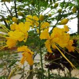 These flowering trees in Lamas come in a variety of colours.
