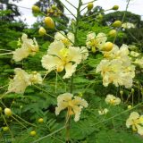 These delicate blooms almost look like orchids, but they cover the trees that line the streets of Lamas.