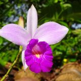There are lots of beautiful flowers in tropical Peru, among them the Orchid. This one was photographed in the garden of Thomas & Manuela.