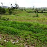 At the beginning of the path down to the Karajia tombs, we saw these people harvesting a field of potatoes by hand. By the time we returned, around 3 hours later, they were almost finished.