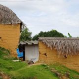 some of the Wayku houses have palm frond roofs