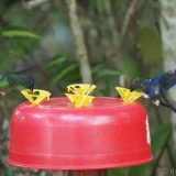 Compared to butterflies, hummingbirds are even more difficult to photograph - they hardly ever sit still. Their main feeding times are early morning and at dusk - low light conditions which make photography even more difficult.