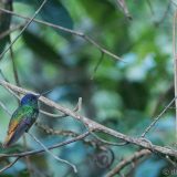 This little colibri (hummingbird) sat on this branch for almost 2 minutes - lucky me! Unfortunately the light wasn't the best...