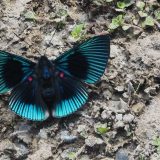 This was the most spectacular butterfly I was able to photograph (at Yacumama).