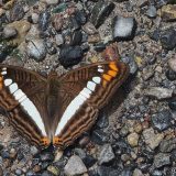I spent a good time stalking butterflies in La Selva - you find dozens of varieties. But they hardly ever sit still, or when they do they have their wings closed...