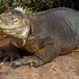 Visiting Galápagos Islands in 2008: a great big land iguana, just sitting there waiting for a photo.