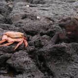 Visiting Galápagos Islands in 2008: Sally Lightfoot crab & marine iguana posing for the camera.